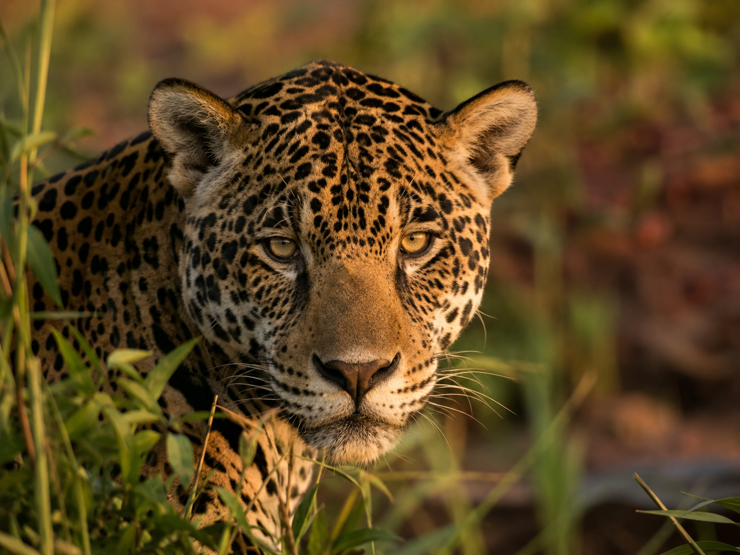 Onça-pintada: por que o maior felino das Américas é também o mais silencioso guardião do Brasil